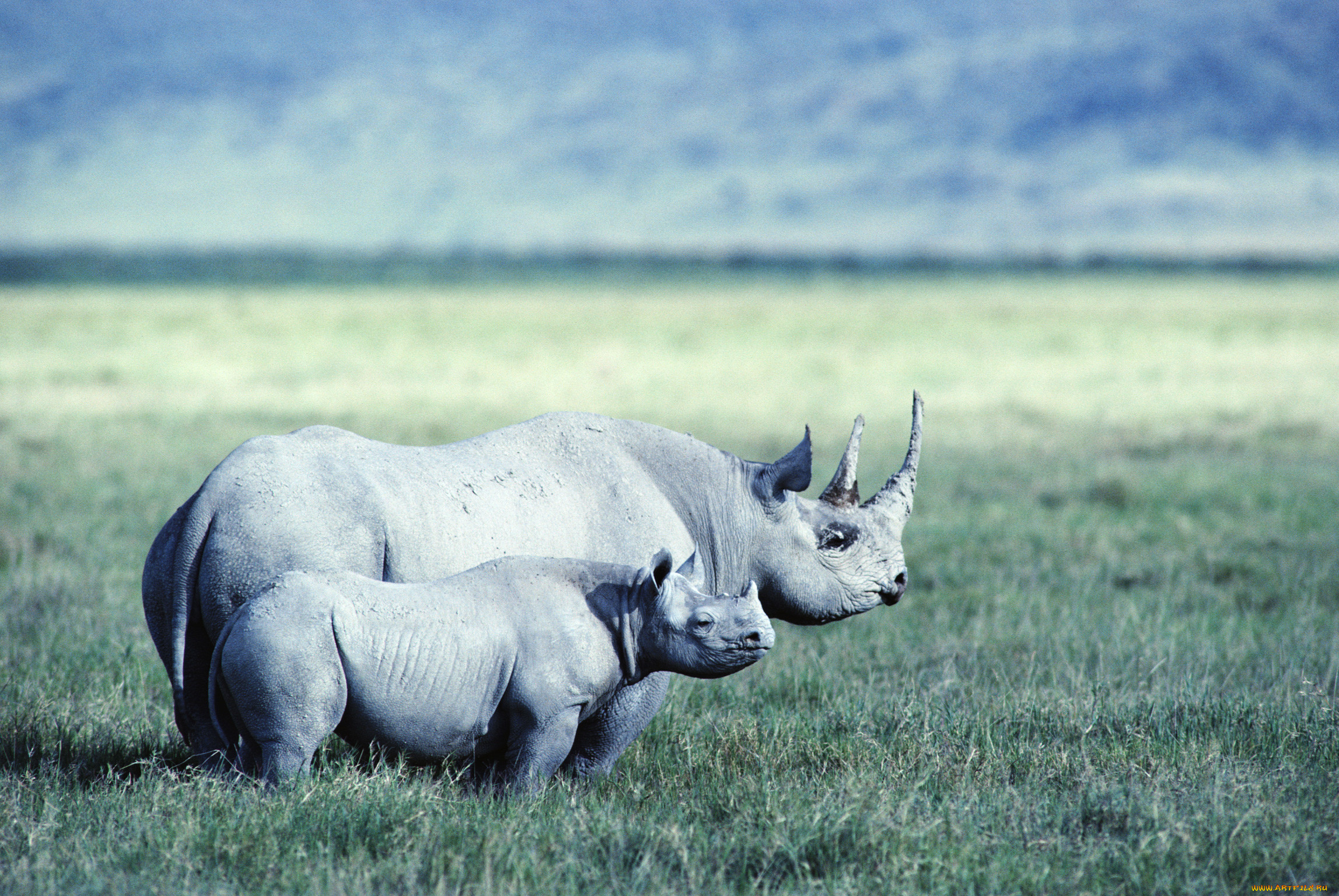 Презентация на тему носорог